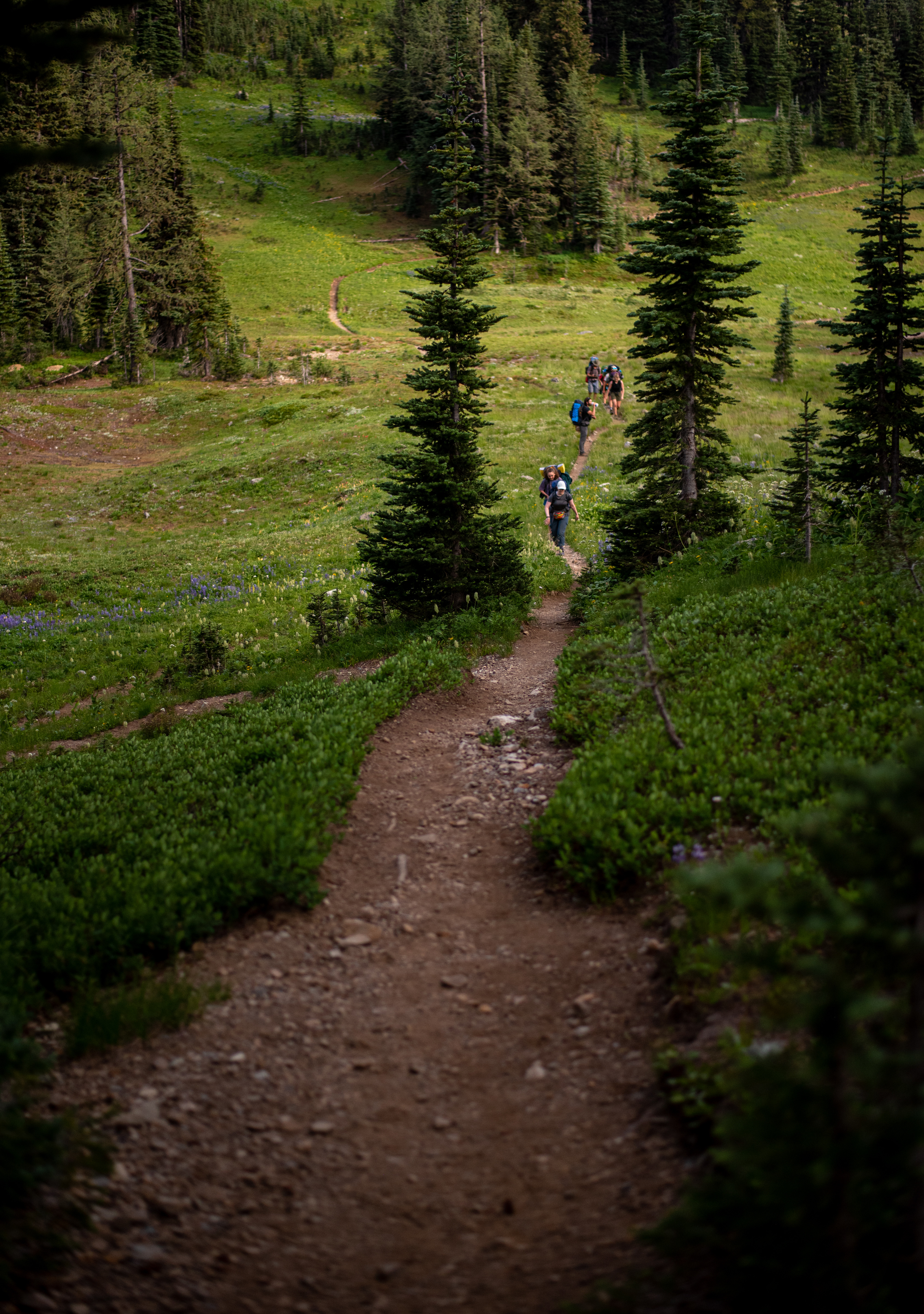 Hikers on a trail in lush alpine green landscape