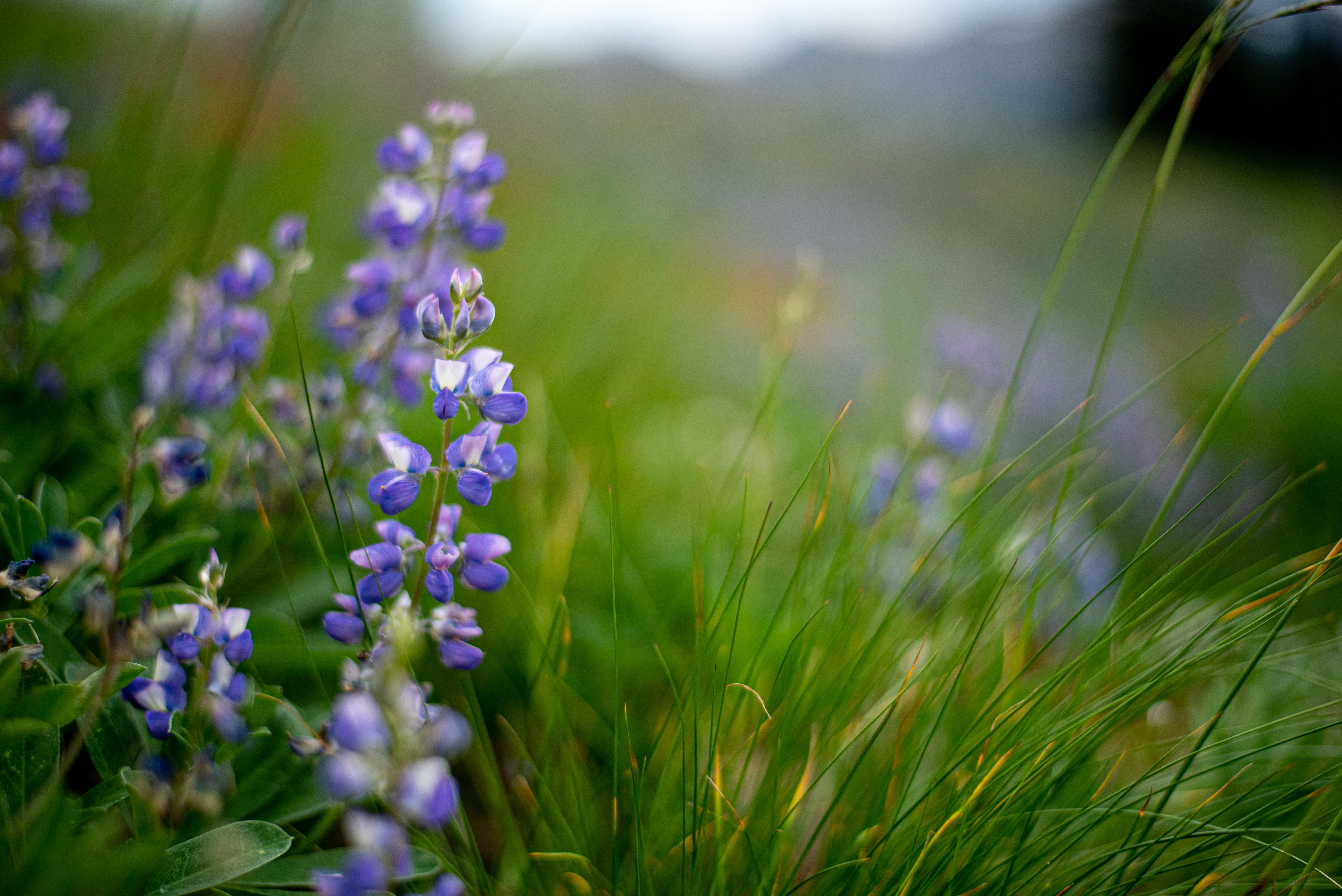Lupine flowers in an alpine meadow