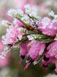 Pink heather flowers in frost