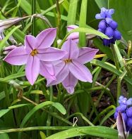 Pink star-shaped flower and purple grape hyacinth in grass