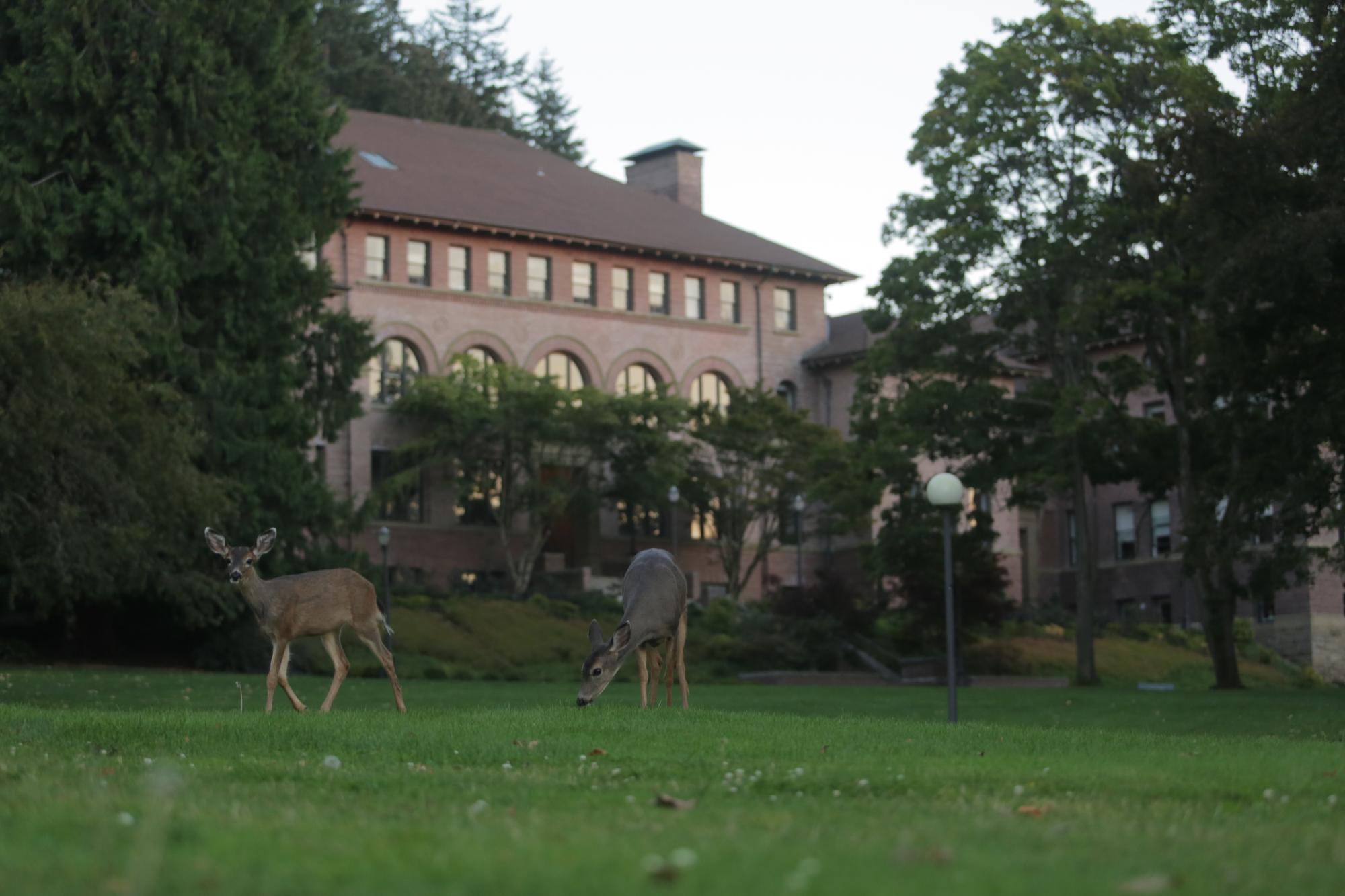 Deer on lawn in front of brick building