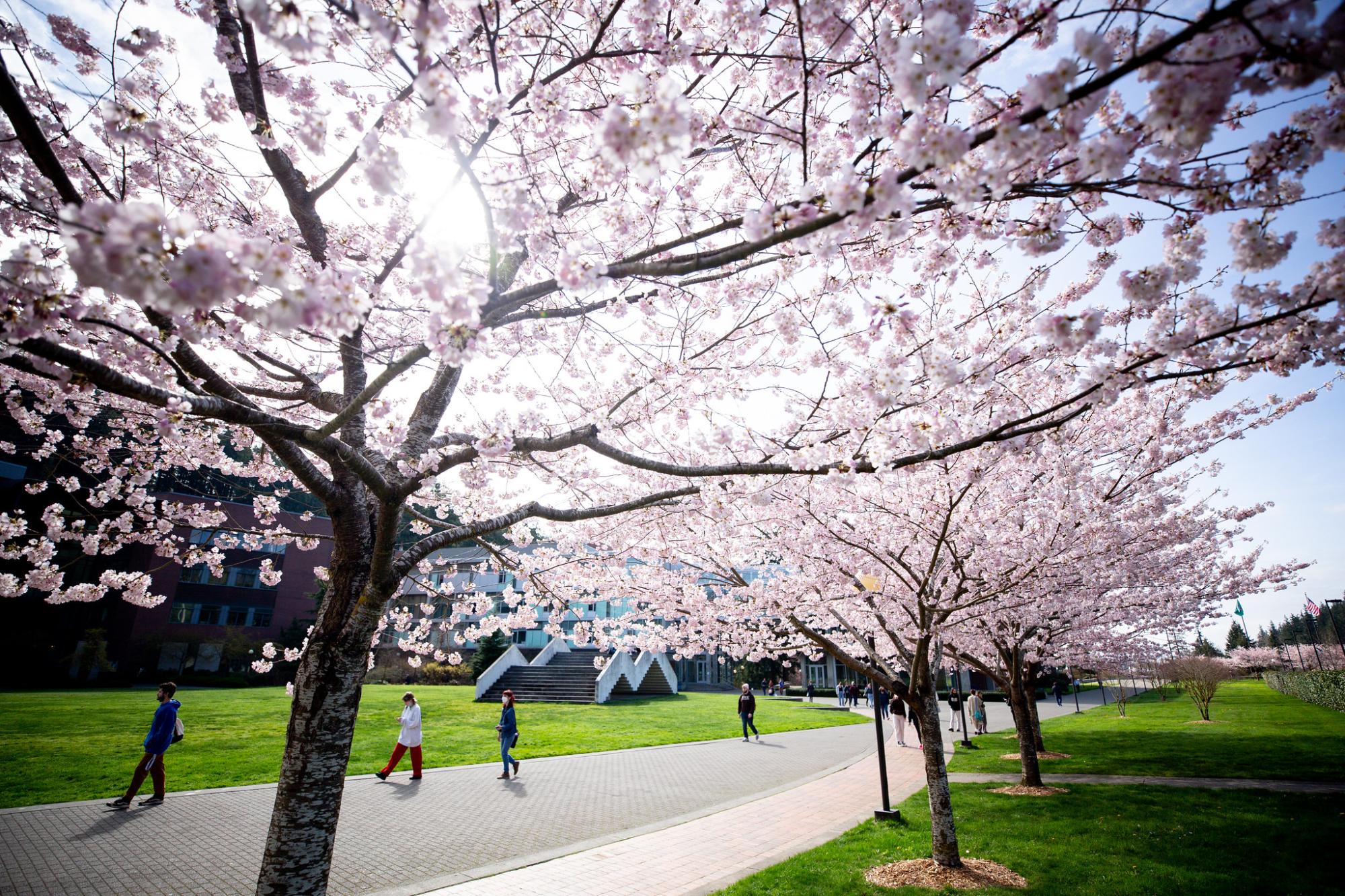 Blooming cherry blossoms along brick walk